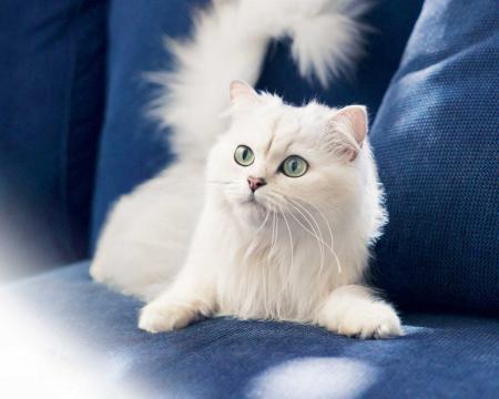 CHAT PERSAN