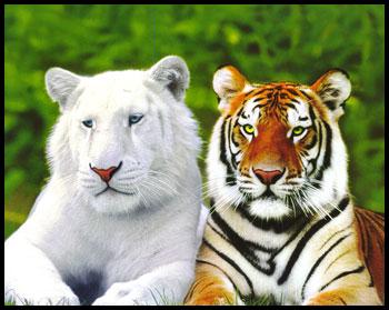 TIGRES