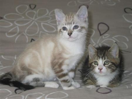 CHATS