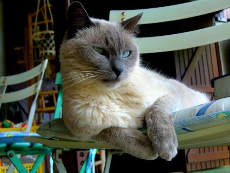 CHAT3