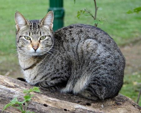 CHAT 2
