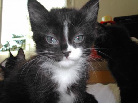 CHATONS