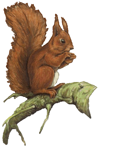 ECUREUILLE
