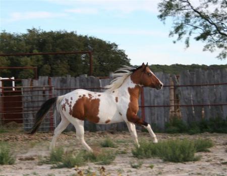 CHEVAL