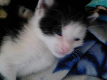 BEBE CHAT