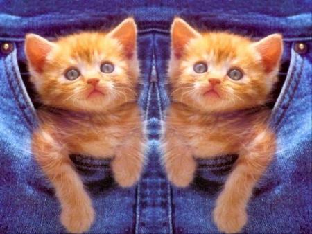 CHATONS