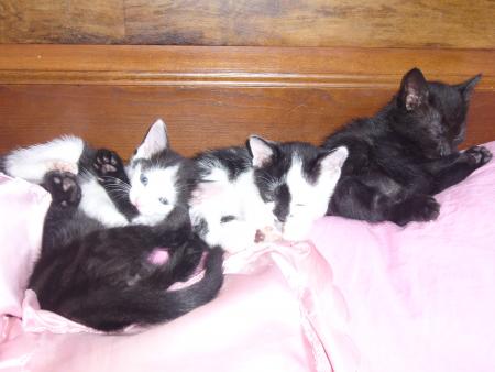 CHATONS