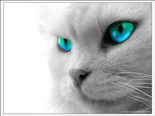CHAT