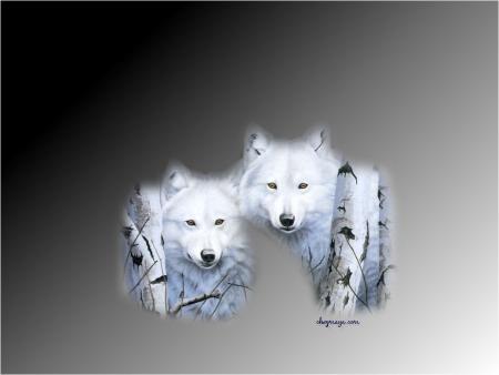 LOUP