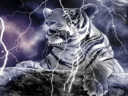 TIGRE BLANC