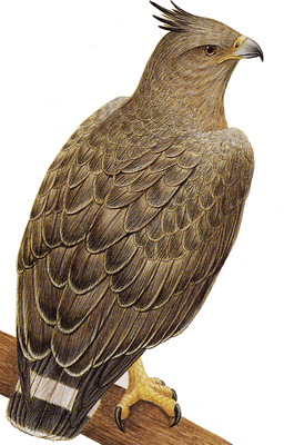 AIGLE
