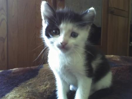chatons