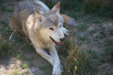 LOUP