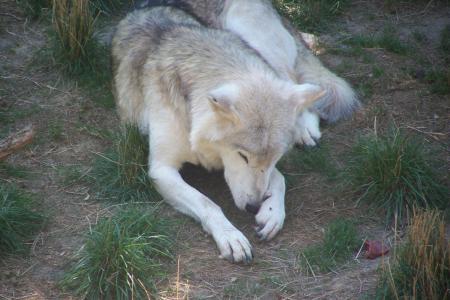LOUP