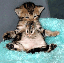 CHAT