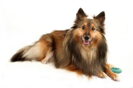 CHIEN