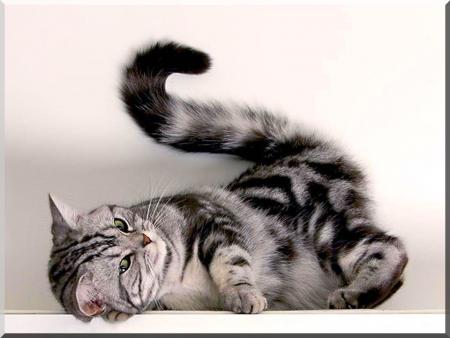 CHAT