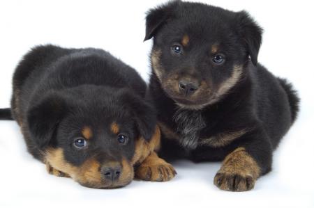 CHIENS