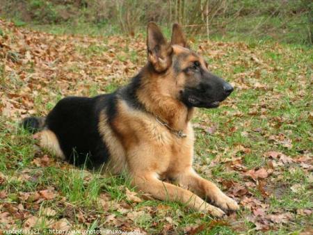 CHIEN