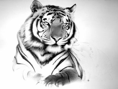 TIGRE