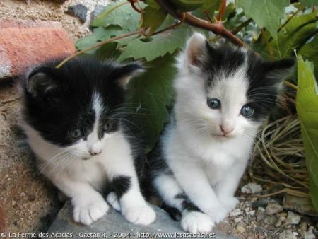 chats
