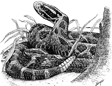 SERPENT