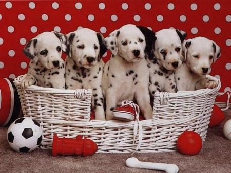 CHIEN
