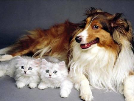 LASSIE