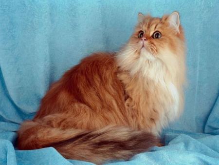 CHAT PERSAN